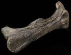 Hadrosaur (Maiasaura) Femur On Stand - Montana #37818-4
